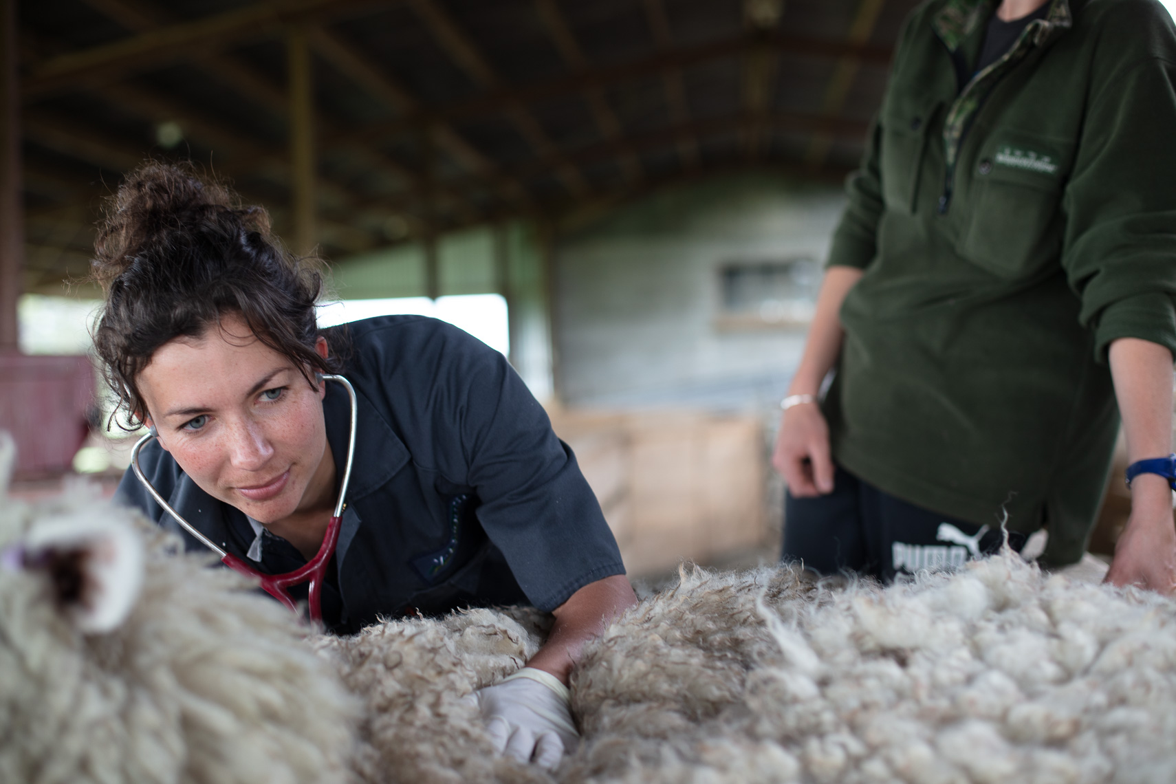 Woman vet checking sheep health with Stethoscope by Paul Green Photography